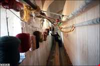 weaving carpet songs