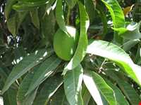 منطقه توریستی فربوری