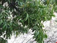 منطقه توریستی فربوری