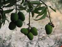 منطقه توریستی فربوری