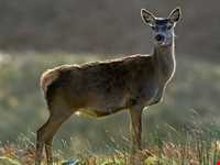 Deylaman forbidden hunting area