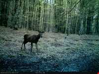 Deylaman forbidden hunting area