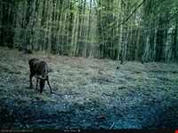 Deylaman forbidden hunting area