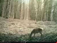 Deylaman forbidden hunting area