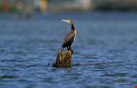 Sorkhangol wildlife refuge