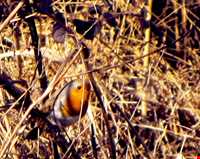 Sorkhangol wildlife refuge