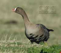 Sorkhangol wildlife refuge