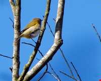 Sorkhangol wildlife refuge