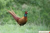 Azizabad hunting prohibited region