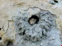 منطقه حفاظت شده حرا رود گز