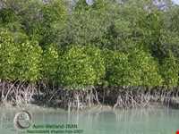 منطقه حفاظت شده حرا رود گز