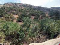 emam zadeh mohammad ebne hasan