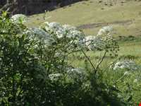 دره کهمان ( تخت شاه )