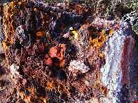 خاک سرخ هرمز ( گلک )