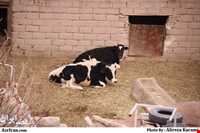 روستای پاده