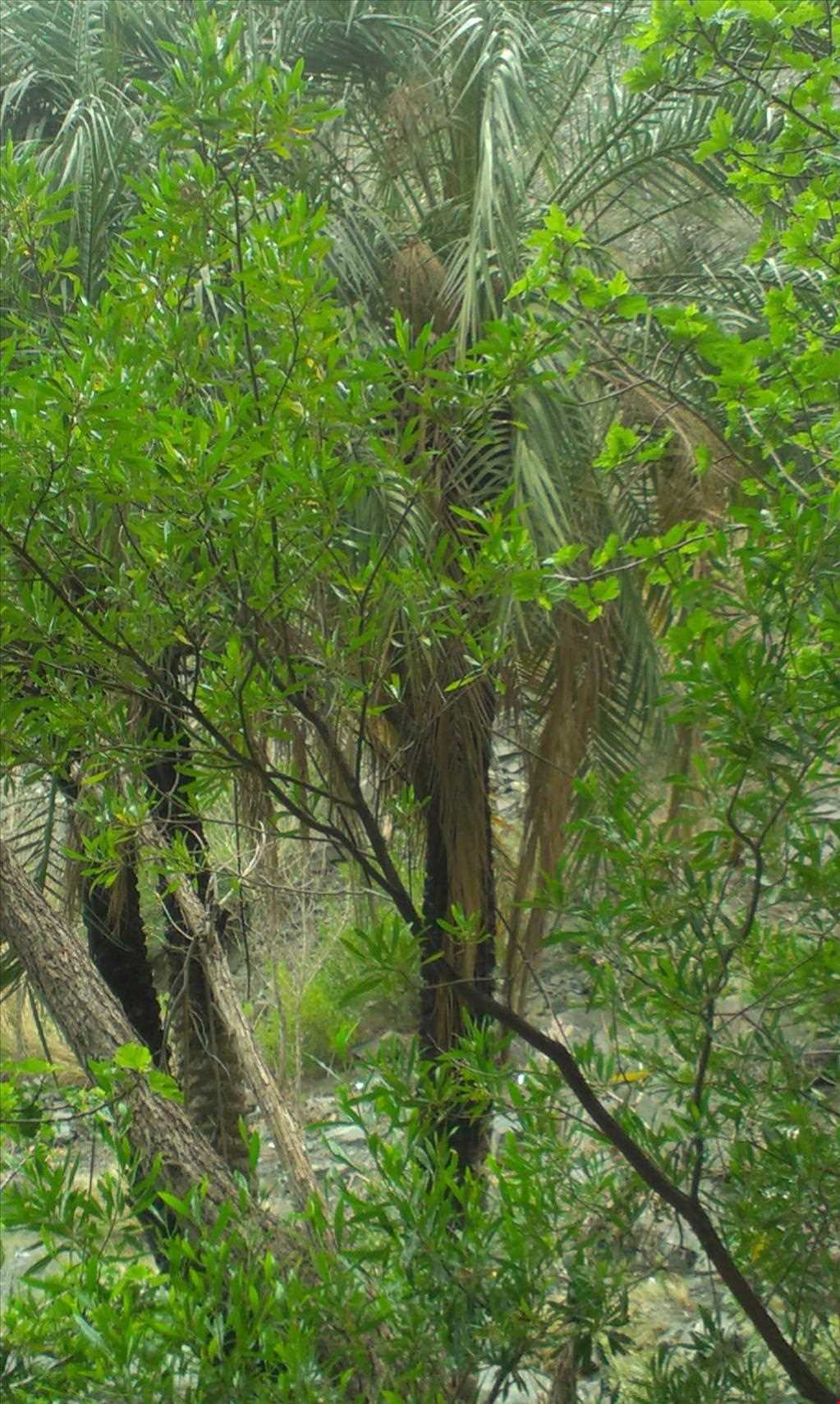 آبشار شهرشیب