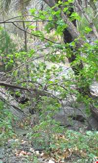 آبشار شهرشیب