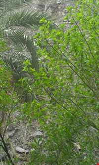 آبشار شهرشیب