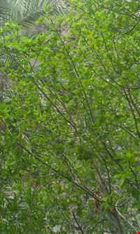 آبشار شهرشیب