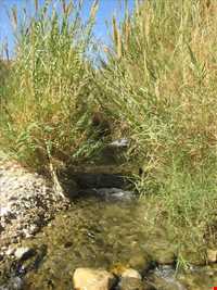 آبشار فدامی