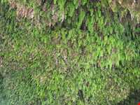 آبشار فدامی