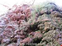 Kaseh roud waterfall(forg)