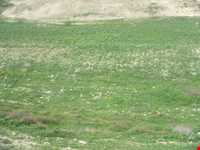 روستای کاریان