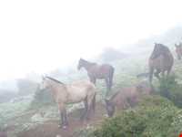 Haji Sheykh Mousa Waterfall