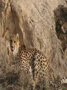 منطقه حفاظت شده کوه بافق