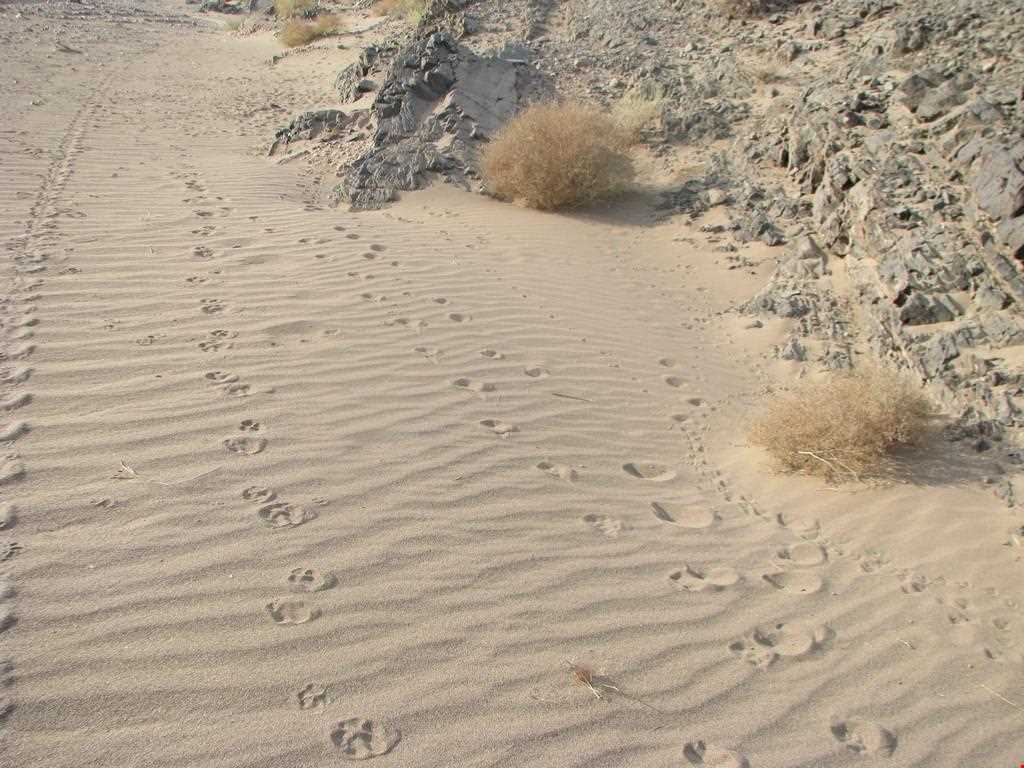 Bafgh protected area