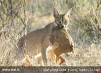 Bafgh protected area