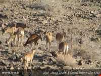 Bafgh protected area