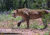 Bafgh protected area