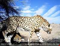 Bafgh protected area