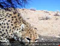 Bafgh protected area