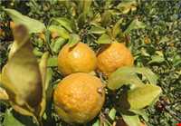 منطقه گنبکی