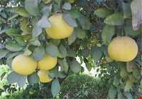 منطقه گنبکی