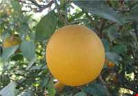 منطقه گنبکی