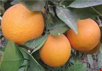 منطقه گنبکی