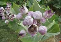 منطقه گنبکی