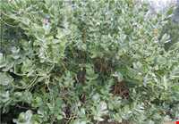 منطقه گنبکی