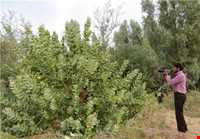 منطقه گنبکی