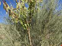 منطقه گنبکی