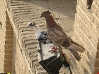 خانه تیز نو