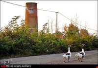 Gaskar bazaar minaret