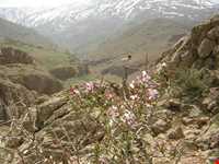 سفید کوه کوچک