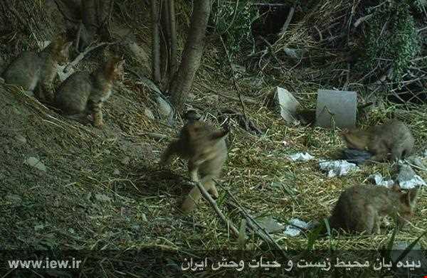 منطقه حفاظت شده اشترانکوه