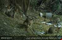 منطقه حفاظت شده اشترانکوه