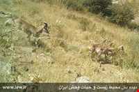 منطقه حفاظت شده اشترانکوه