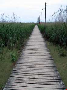 پل چوبی کیاشهر